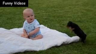 funny dog and baby