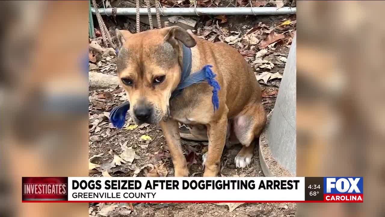 Man accused of dog fighting, ill treatment of animals in Greenville Co.