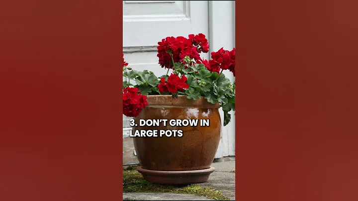 6 Quick Tips to Keep Geraniums Blooming #geraniums #shorts #youtubeshorts - DayDayNews
