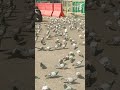اجمل حمام الحمام الممنوع من الصيد بالحرم المكي الشريف اجمل حمام الحمام الممنوع من الصيد بالحرم المكي الشريف