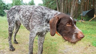 GWP Coat Colors Explained: Everything You Need to Know About German Wirehaired Pointers