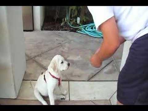 3 Month Old Labrador Retriever Puppy Doing Tricks