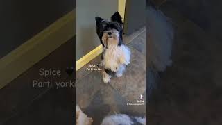 Spice 🖤 parti yorkie #spicy #walkthrough #learning #funny #satisfying #share #explore #animals