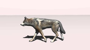 Wolf Walking 3ds Max Animation