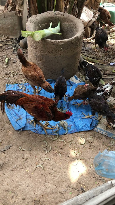 Breakfast Together #trending #viralshorts #roosters