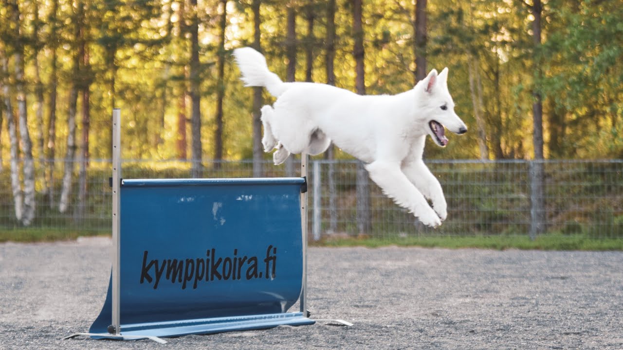 Toko ALO 2020 Valdo 177,5p