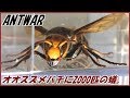 蟻戦争Ⅲ#39 捕獲したスズメバチに群がる2000匹のアリ。編~Asian giant hornet vs 2000 ants~
