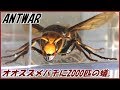 蟻戦争Ⅲ＃39 捕獲したスズメバチに群がる2000匹のアリ。編～Asian giant hornet vs 2000 ants～