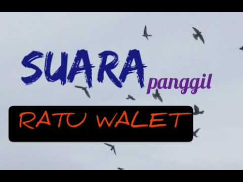 Suara panggil walet | Sp ratu walet