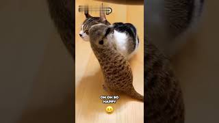 Download Lagu Whiskers and Giggles: Comedy Capers of Cute Critters MP3