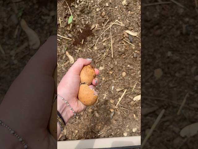 egg crunching asmr pt. 2! #asmrcrunch #asmrcrumble #farmlife #sustainability #eggs