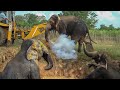 Rescuing an Elephant Trapped in a Water Hole: Incredible Act of Heroism