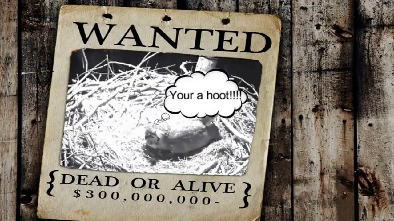 Great Horned Owl On The Berry Eagle Nest