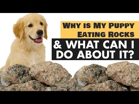 मेरा पिल्ला चट्टानों को क्यों खा रहा है मैं इसके बारे में क्या कर सकता हूं?