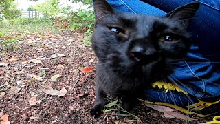公園で人懐っこい黒猫ちゃんに出会った