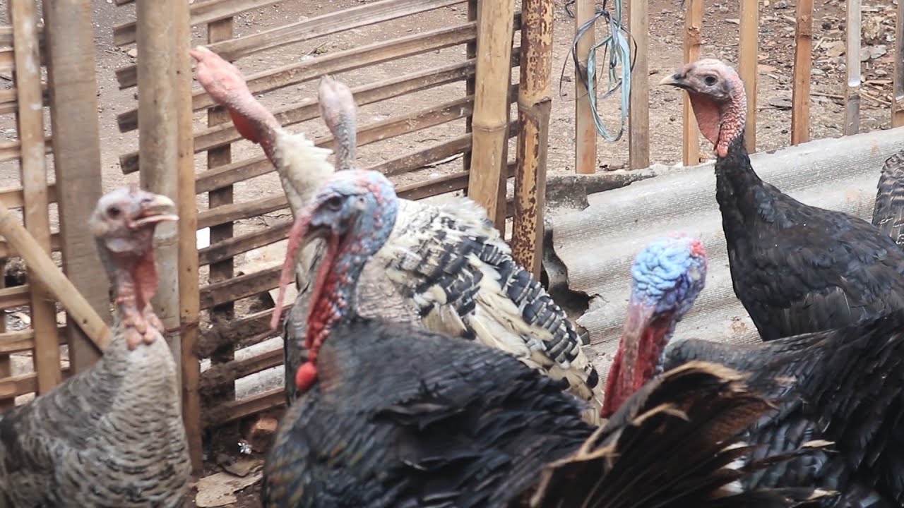 PENJUAL AYAM KALKUN ANAKAN INDUKAN SIAP PRODUKSI