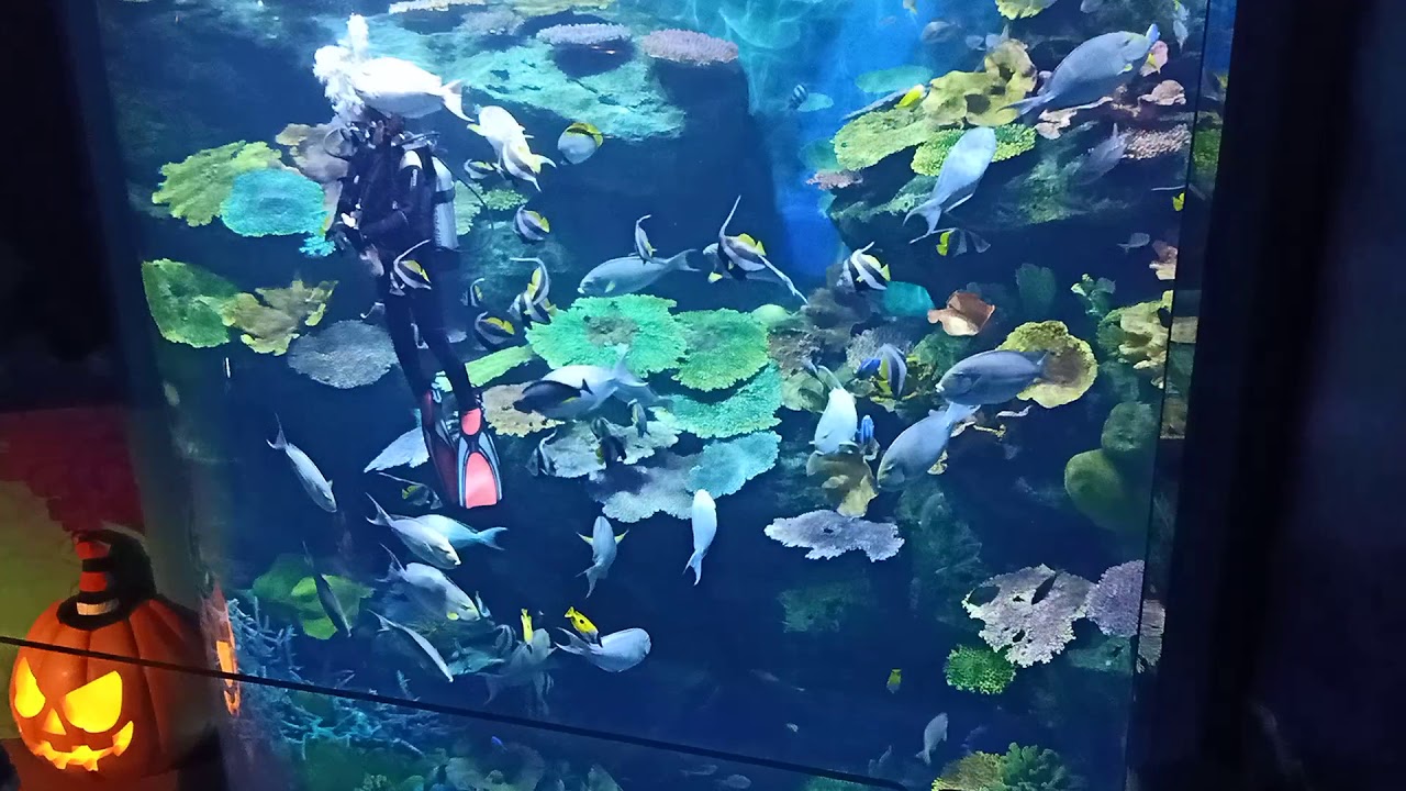 Aquarium YouTube
