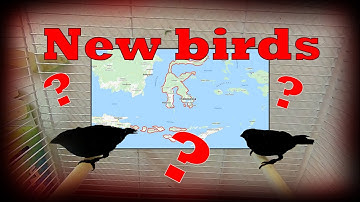 Aviary Birds, New FINCHES For The Bird Aviary