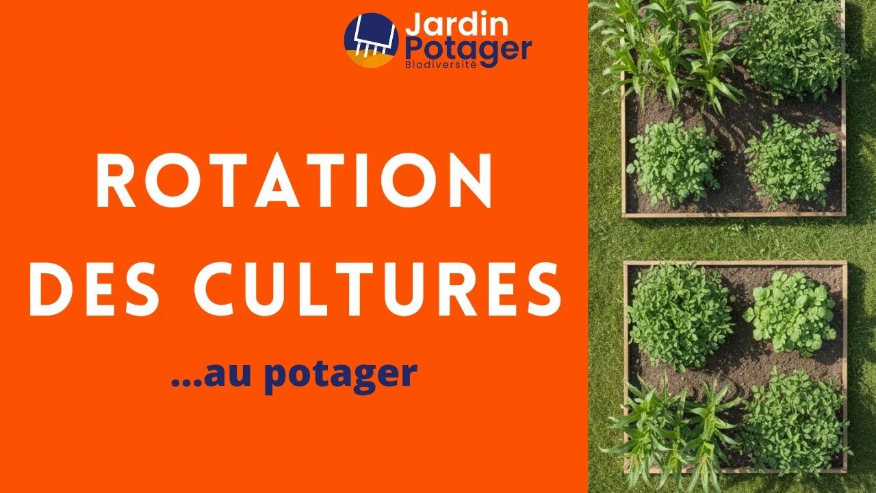 Rotation des cultures au potager : méthode simple pour éviter les maladies et garder un sol fertile