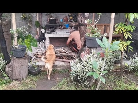 Dapur Dina