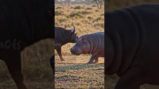 Clash of Titans: Cape Buffalo vs. Hippo Standoff #didyouknow #wildlife