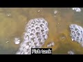 Hydroponic Aquaponic Growing