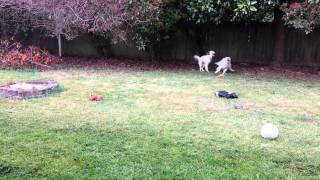 Fosters Millie and Edie playing outside. by ChampersandsTail 11 views 8 years ago 3 minutes, 29 seconds