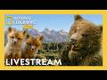 🔴 LIVE! 24 Hours of Celebrating Earth Month! 🌎 🐻 | @natgeokids