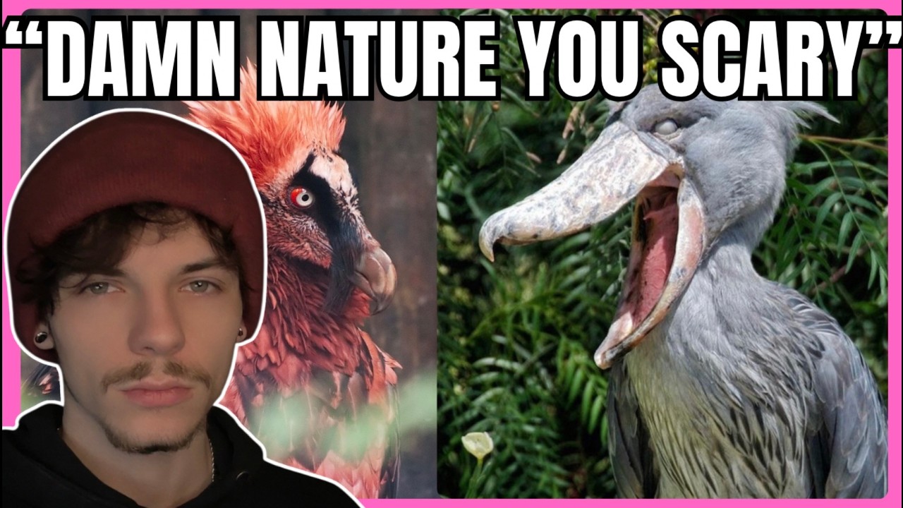 Birds Are Freaky… and I love it | Birds in a Nutshell [Reaction]