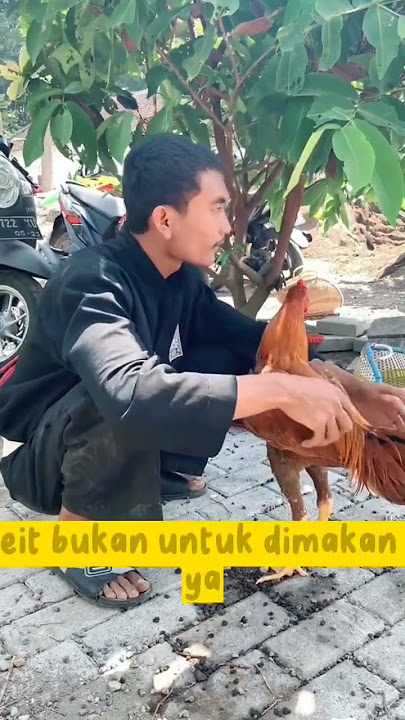 kenapa harus membawa ayam jago di perguruan psht