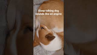 A sleep talking dog sounds like an engine #corgi #dog