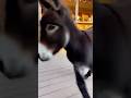 Mini Donkey Holiday Zoomies: Adorable Sprint Through the Holidays
