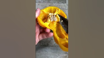 Tips for breeding bell peppers 2 #shorts