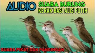 SUARA BURUNG KERAK BASI ALIS PUTIH ‼️
