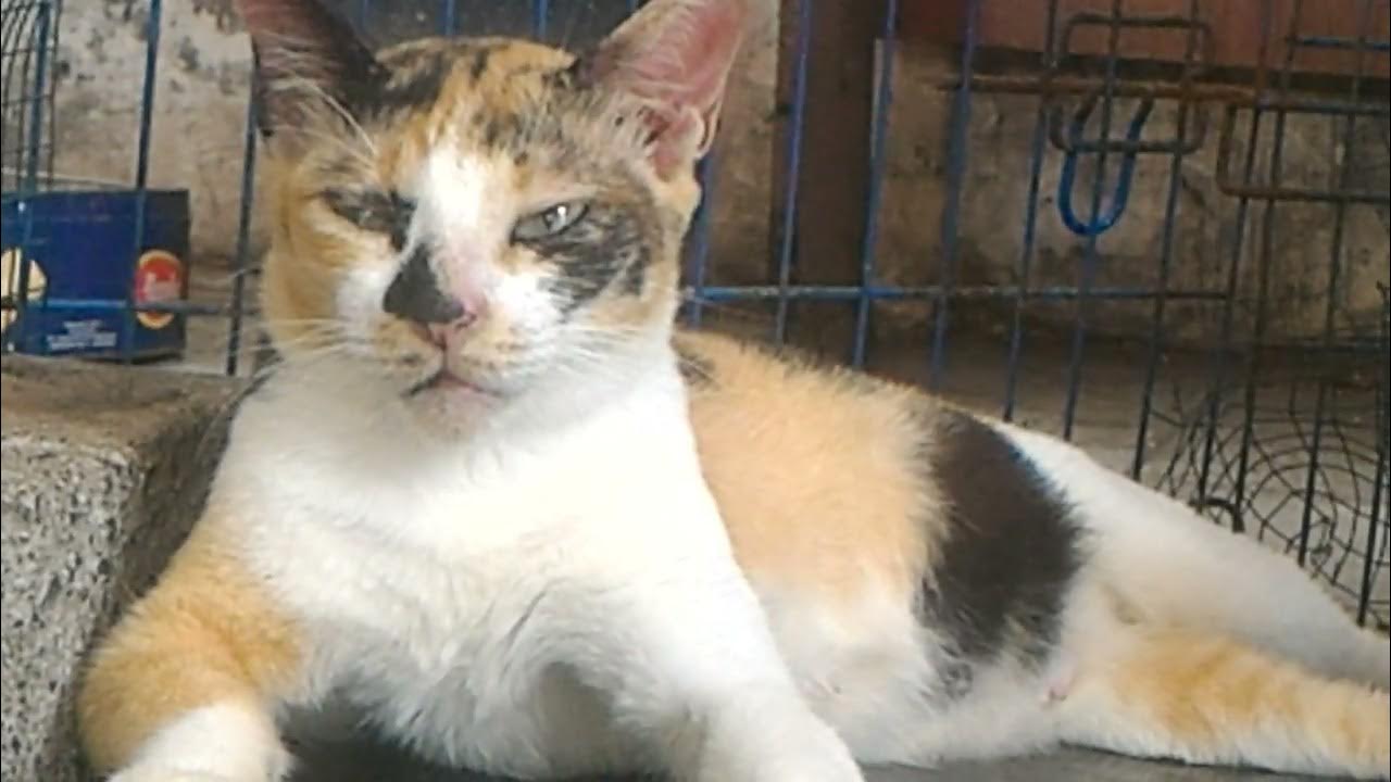 Alugalug Cat's Original Credit 😻 cats alugalugcat YouTube