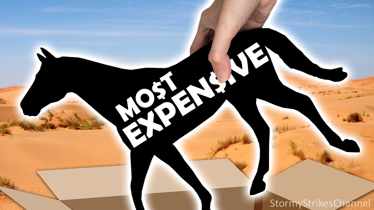 my-new-most-expensive-breyer-model-unboxing-wild-animal-gemsbok