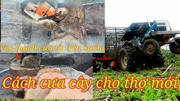 Cách cưa cây an toàn cho người mới tập cưa