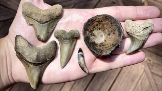 BENEDENI, Megs, Bones & More! | Creek Fossil Hunting by HoppeHunting 3,773 views 2 years ago 12 minutes, 33 seconds