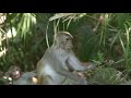 Wild rhesus macaques monkeys weaning in silver springs florida