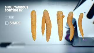 Newtec Optical Grading of Carrots by Quality, Size and Shape, SHORT VERSION