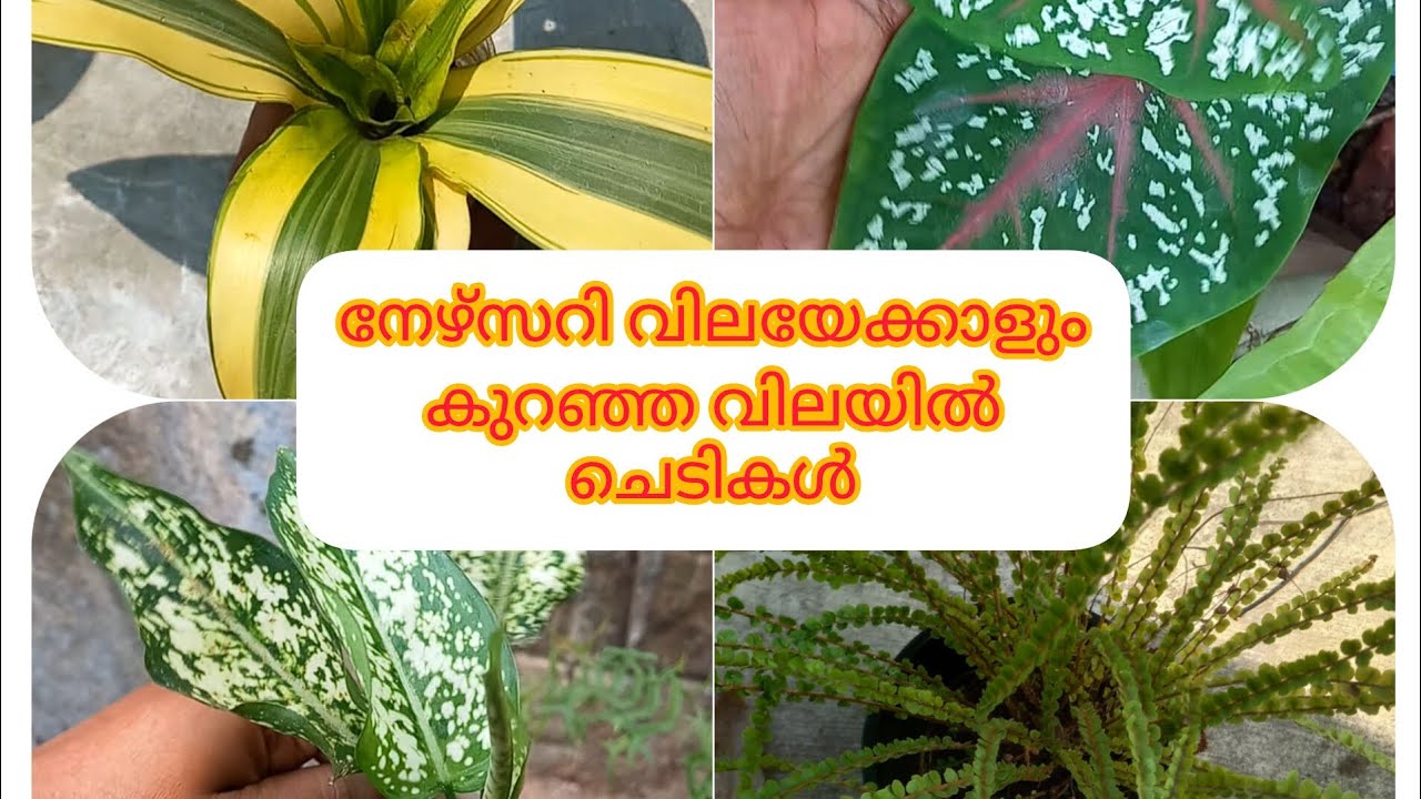 വീട്ടിലെ ചെടികൾ ചെറിയ വിലയിൽ.||PLANTS||home garden||