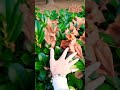 Rustling of autumn leaves. Real sound of nature. ASMR. No music.