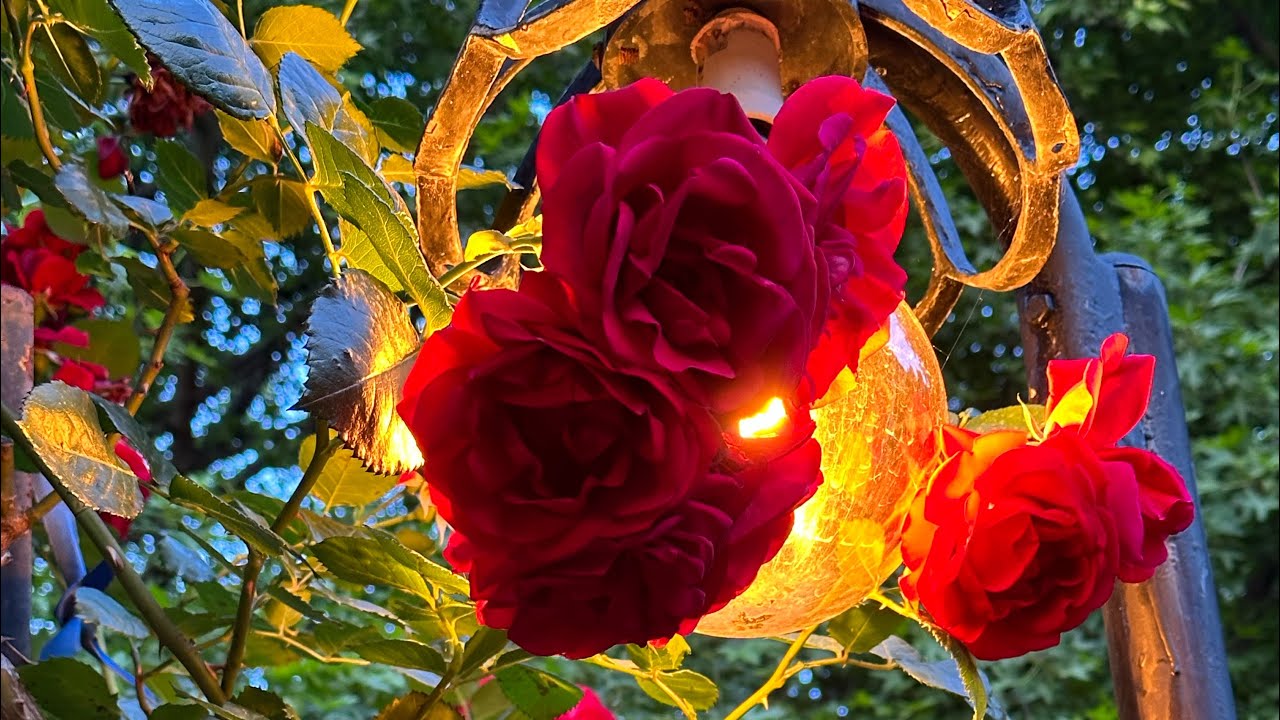 Dalyan river cruise, evening at the Riverside restaurant.