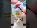 The cat’s teeth were trimmed so subtly that it’s unnoticeable #shorts #foryou #CatCare #FelineCare