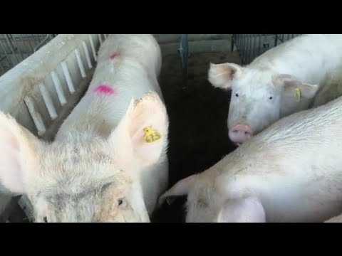 تربية الخنازير في اسبانيا نواحي Murcia 🐷