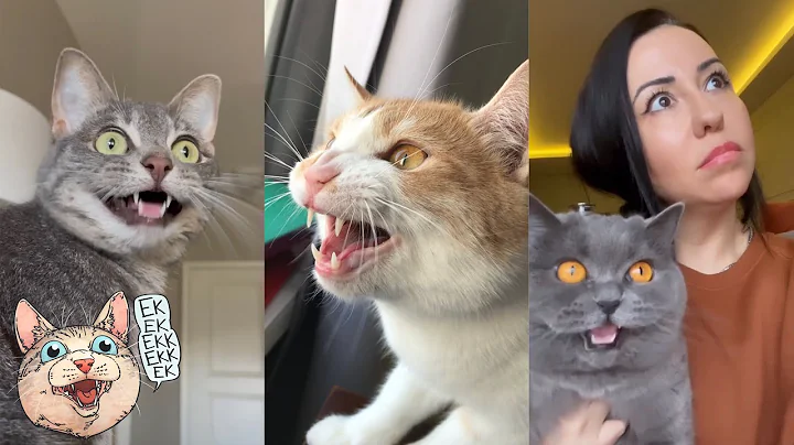 ekekekkekkek compilation - Best Cat Chirping Chattering Chittering of May 2023