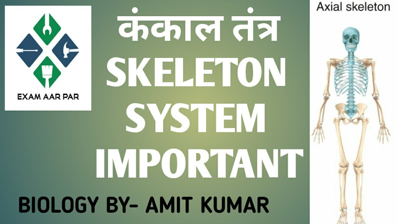 SKELETON SYSTEM In Hindi YouTube
