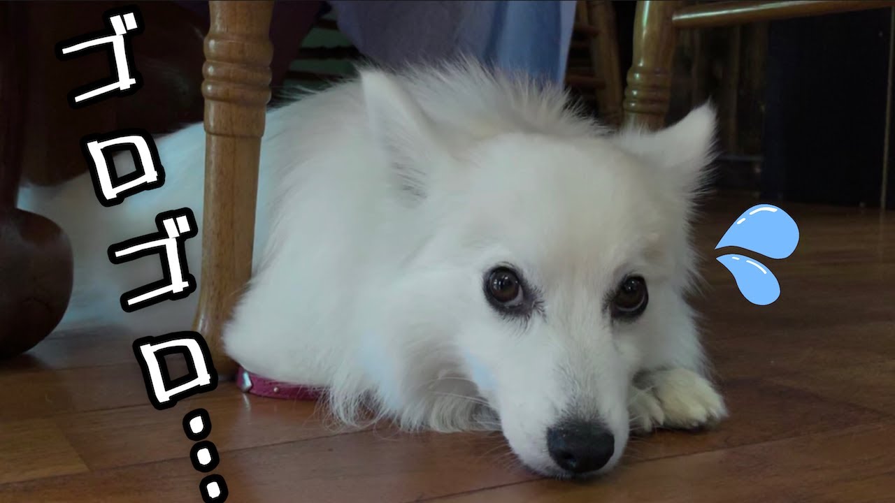 雷を怖がる犬 カミナリが怖くて飼い主にすり寄ってくる日本スピッツちぃ Youtube 雷を怖がる犬 カミナリが怖くて飼い主にすり寄ってくる日本スピッツちぃ Youtube