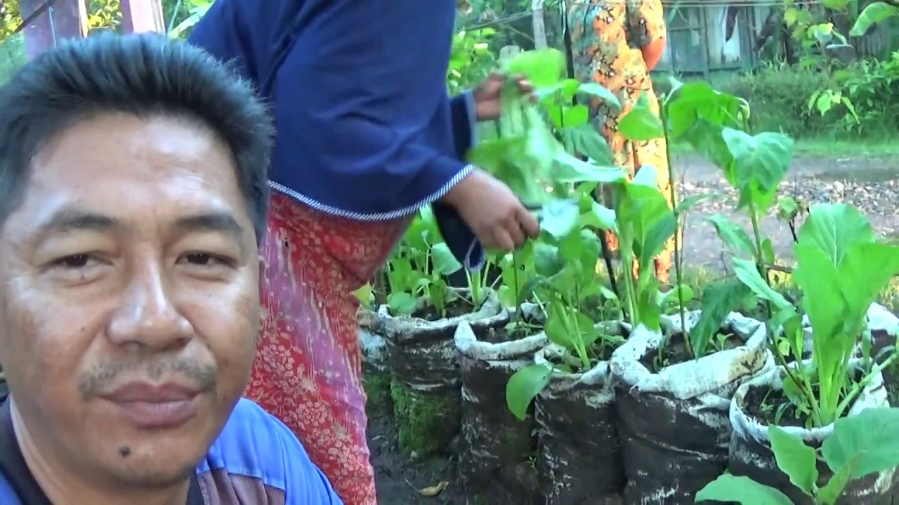 Tumpang Sari Cabe dan Caisim Organik dalam Karung dengan Media Bekas