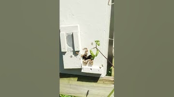 Swarm moving into our Bait Hive 4/14/19